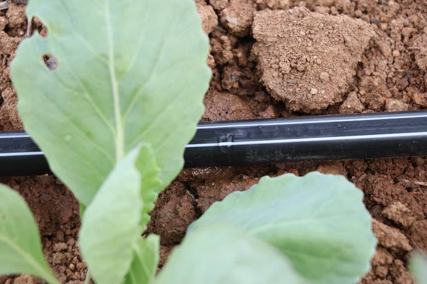 إنجازٌ رائدٌ في تخطي الحواجز التقنية الأجنبية! شركة HWYAA تُطوّر بنجاح معدات الري بالتنقيط الشريطية للزراعة المستمرة لثلاثة مواسم