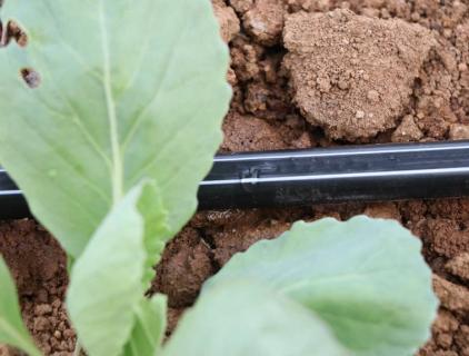 Percée technique majeure à l'étranger ! HWYAA développe avec succès un système d'irrigation goutte à goutte en bande pour cultures continues sur trois saisons.